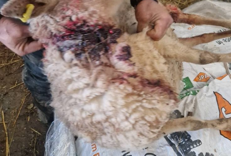 A sheep has been injured in a dog attack near the railway line at Brough Jaig, Ballaugh.