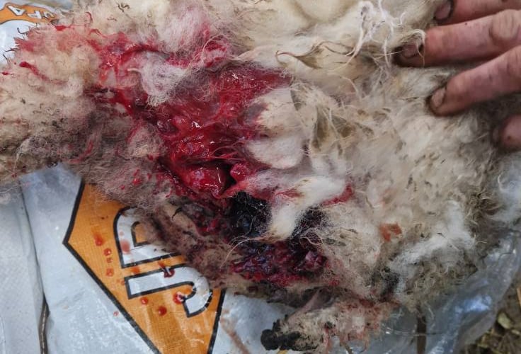 A sheep has been injured in a dog attack near the railway line at Brough Jaig, Ballaugh.