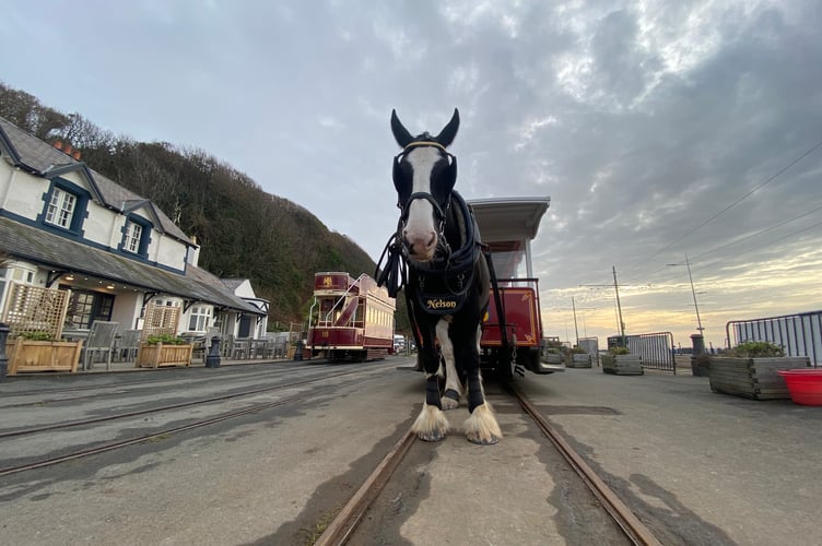 A video of Shire Nelson pulling a horse tram has gone viral