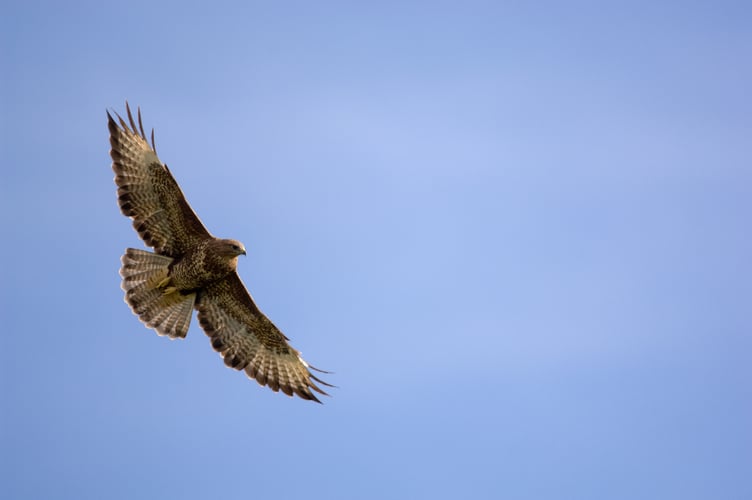 Buzzard in flight (Photo: James Leonard)